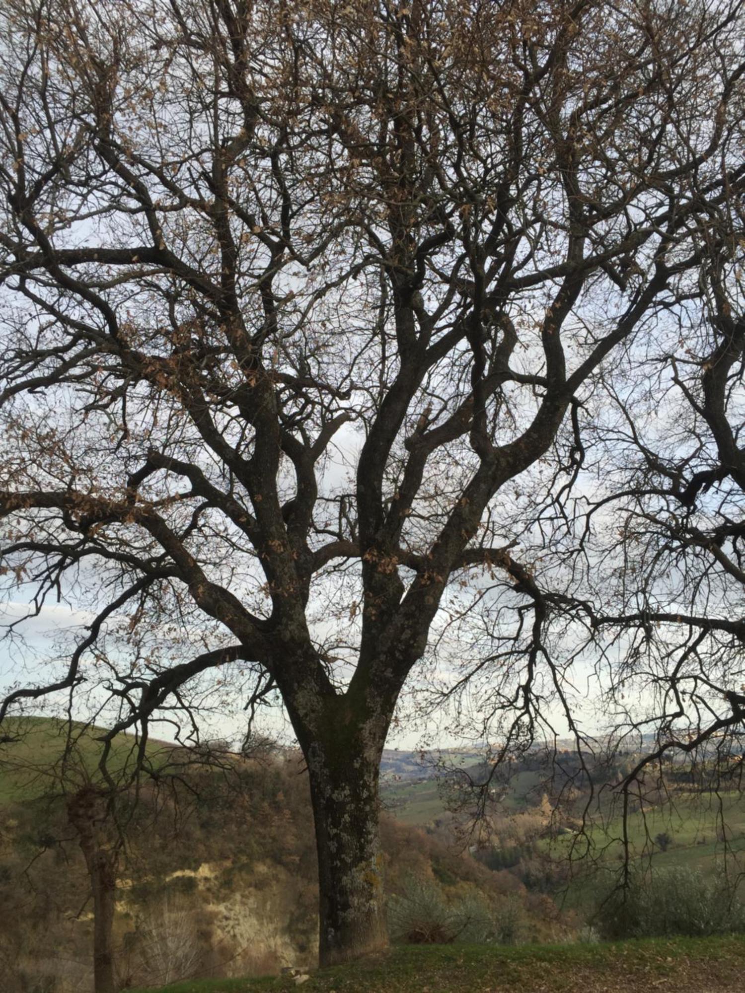 Croce Del Moro Vendégház Rosora Kültér fotó